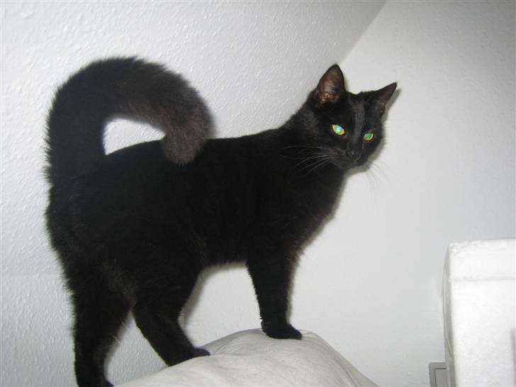 Huskat Millions | †Minni† | billede 18