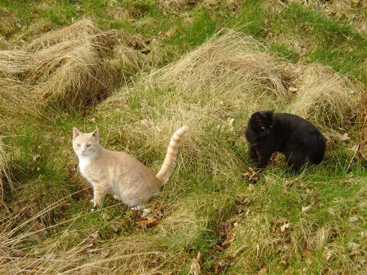 Huskat Millions | †Minni† | billede 19