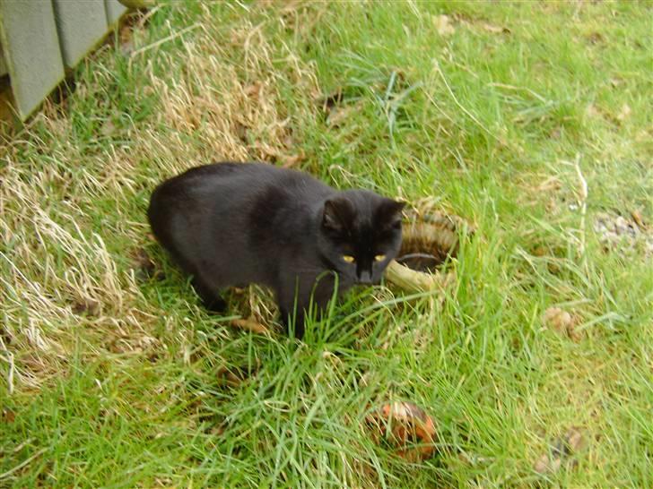 Huskat Millions | †Minni† | billede 20