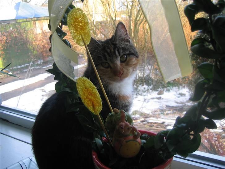 Huskat Millions | †Mille† | billede 17