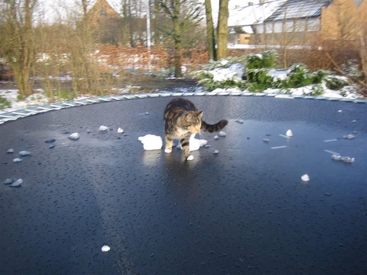 Huskat Millions | †Mille† | billede 18