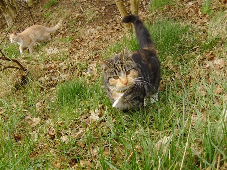 Huskat Millions | †Mille† | billede 20