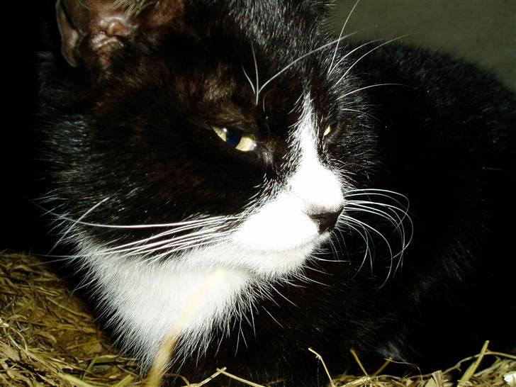 Huskat Banditten :o) - Den kat sidder/ligger da altid ö billede 14