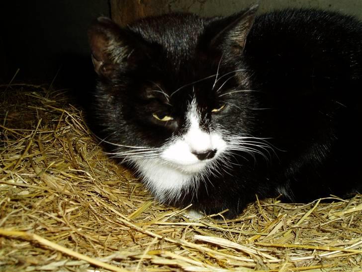 Huskat Banditten :o) billede 15