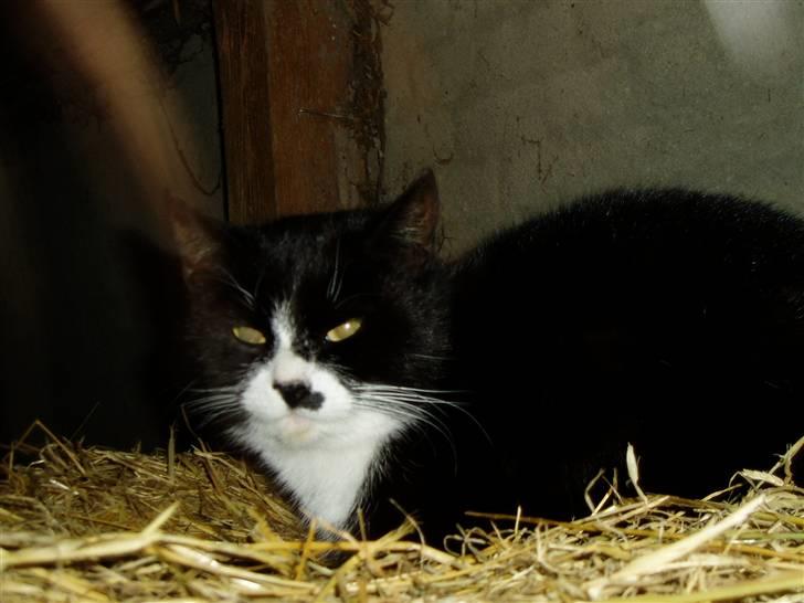 Huskat Banditten :o) billede 16