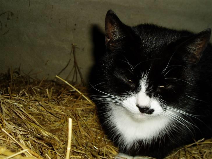 Huskat Banditten :o) billede 17