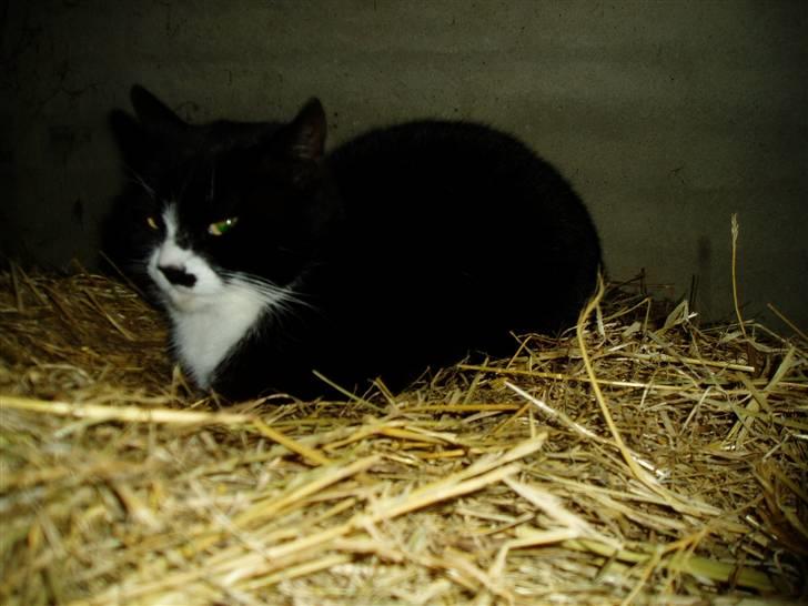 Huskat Banditten :o) billede 18