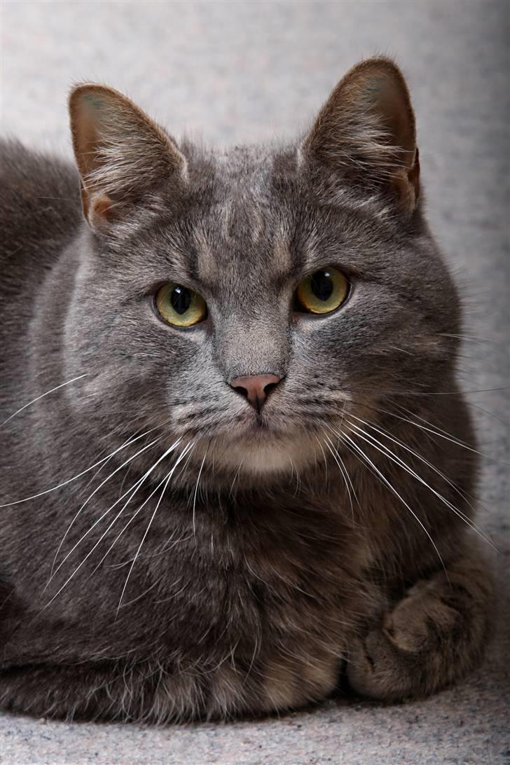 Blanding af racer Touby billede 12