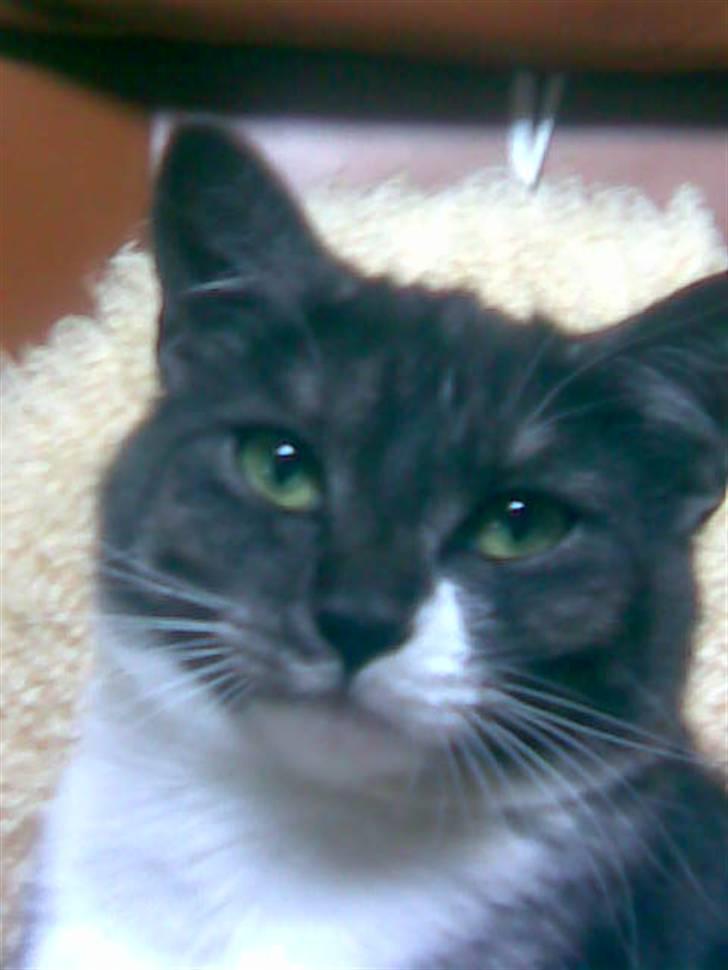 Huskat Pjeves - Her godt at sede billede 5