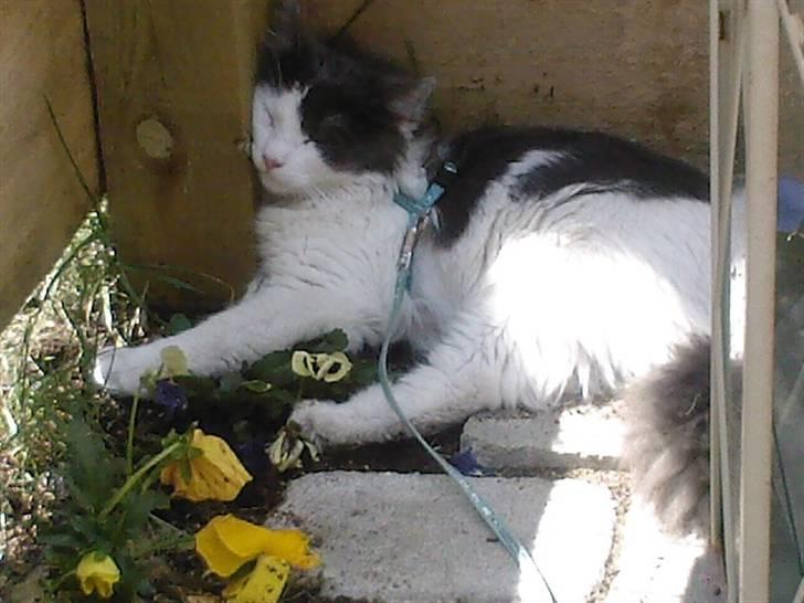 Blanding af racer Klunte Kragsig Nielsen - Elsker bar at ligge her i mors blomster billede 1