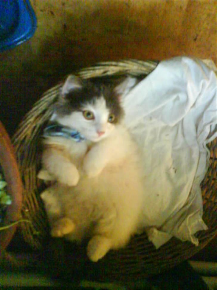 Blanding af racer Klunte Kragsig Nielsen - Den gang var jeg lidt lille billede 2