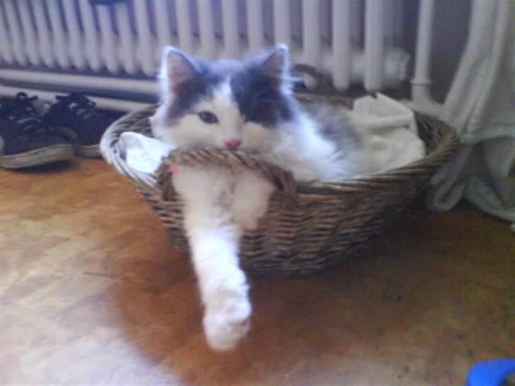 Blanding af racer Klunte Kragsig Nielsen - Yo hva så billede 3