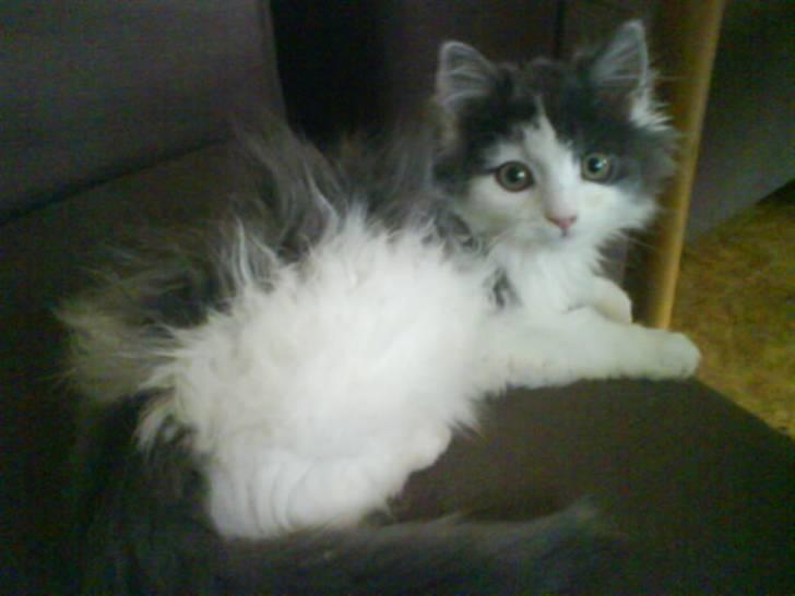 Blanding af racer Klunte Kragsig Nielsen - De har lavet ponker frits på mig billede 4