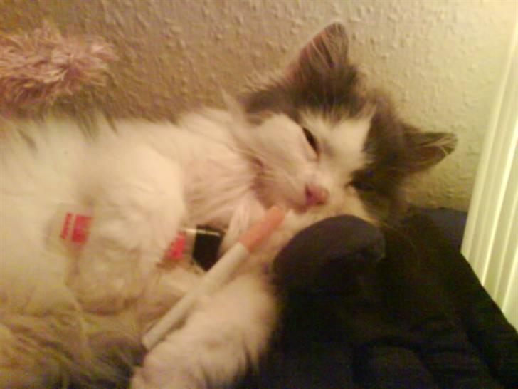 Blanding af racer Klunte Kragsig Nielsen - Totaaaal skæv. heeeh eller sover jeg bar ? billede 5