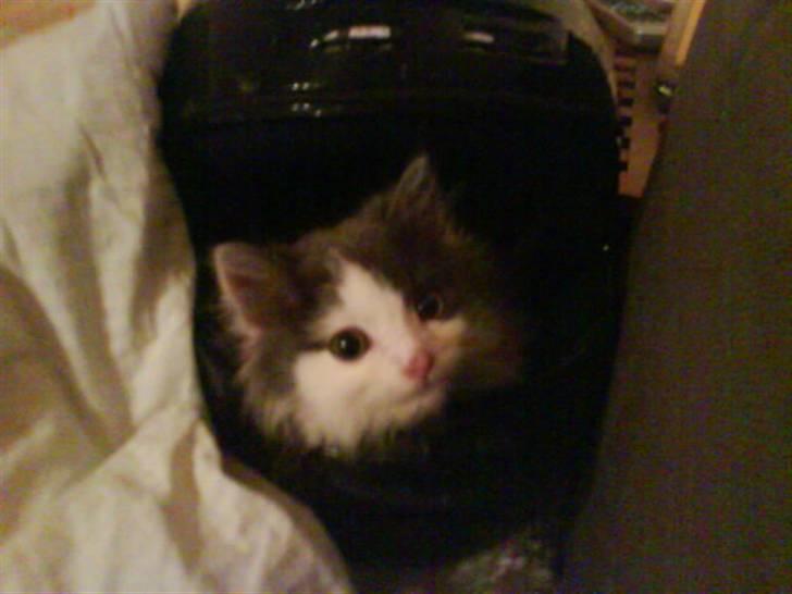 Blanding af racer Klunte Kragsig Nielsen - bø. bar fordi i ikk kan være inde i en hjelm billede 6