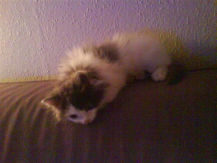 Blanding af racer Klunte Kragsig Nielsen - Jeg er så træt nu billede 7