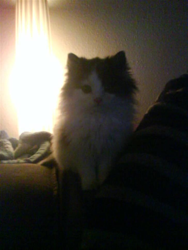 Blanding af racer Klunte Kragsig Nielsen - Er det godt nok  billede 8