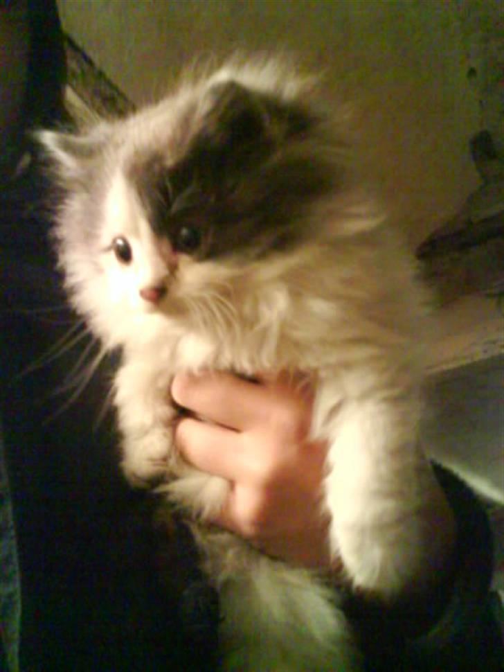 Blanding af racer Klunte Kragsig Nielsen - Der var jeg rigtig lille billede 9