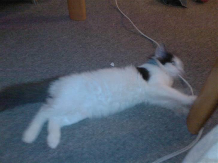 Blanding af racer Klunte Kragsig Nielsen - Hehe det er os mig billede 10