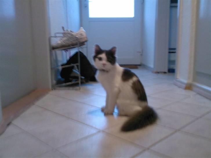 Blanding af racer Klunte Kragsig Nielsen - hej mor hva så billede 11