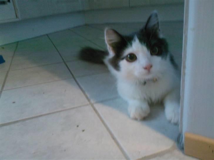 Blanding af racer Klunte Kragsig Nielsen - Øv du fandt mig billede 12