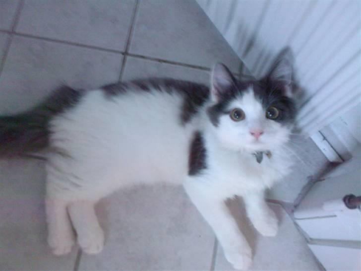 Blanding af racer Klunte Kragsig Nielsen - Kommer du snart med noget mad billede 13