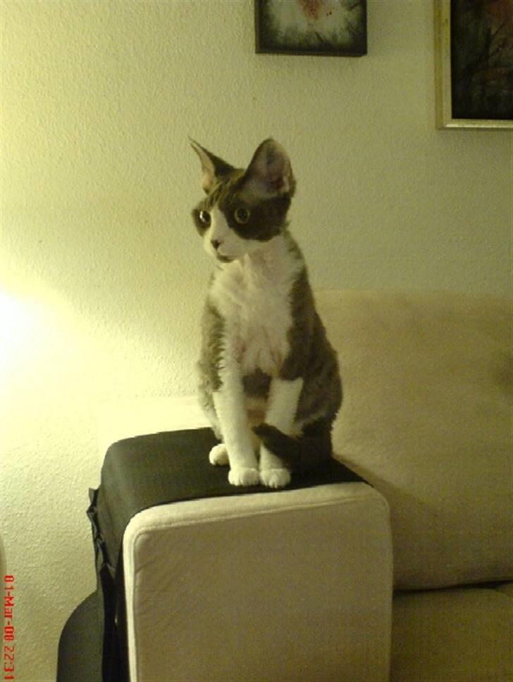 Devon Rex S*Darklin Reach Mr.Zuriel - Dino look a like ! billede 18