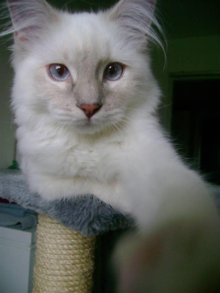 Ragdoll Fjotte - Er jeg sødest hvis jeg rækker lidt ud med poten? Sådan her?.. billede 1