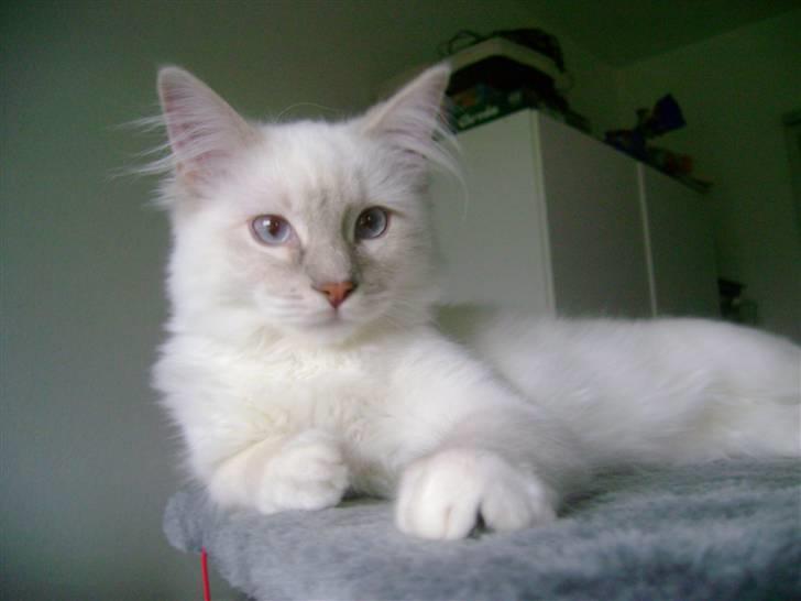 Ragdoll Fjotte - De kalder mig jo kongen..! billede 2