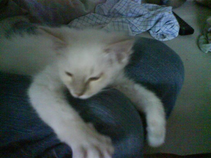 Ragdoll Fjotte - Du rører dig ikk´, fister! Du er min sofa ligenu! billede 3