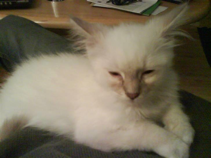 Ragdoll Fjotte - Jeg ligger og bli´r helt søvniig.. billede 4