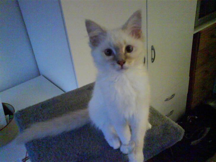 Ragdoll Fjotte - Jeg har ikk´ lavet ulykker? Det har jeg altså ikk´!? billede 5