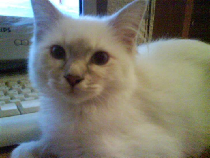 Ragdoll Fjotte - Skal du bruge et billede til en datingside? Jeg er frisk! Se hvor sød jeg er! billede 6