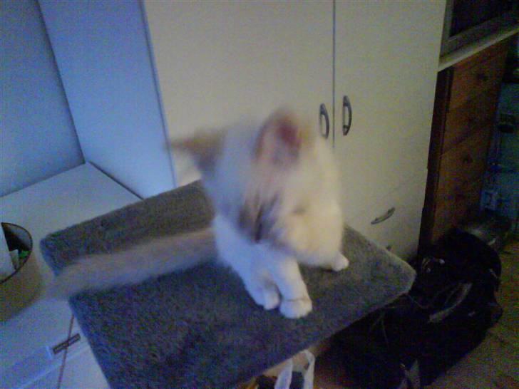 Ragdoll Fjotte - Nørj, hvorfor sagde du ikk´ jeg havde en bussemand? billede 7