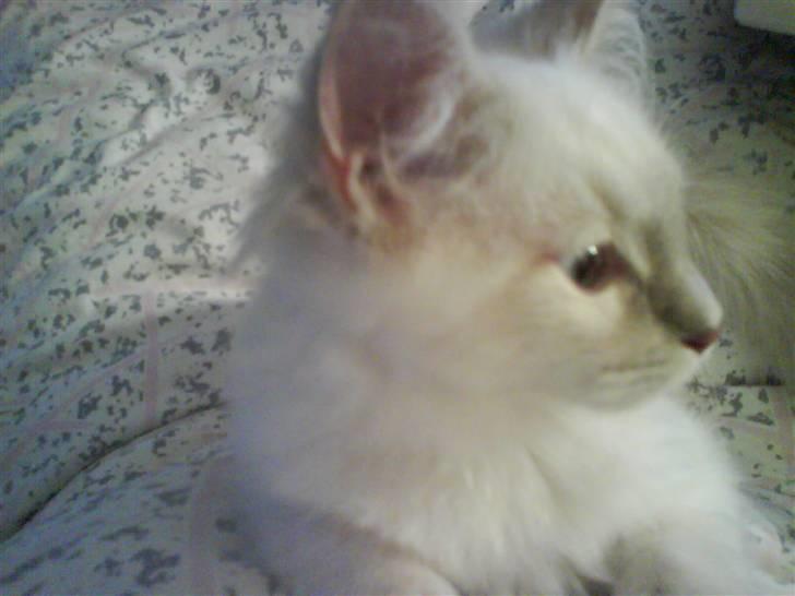 Ragdoll Fjotte - Orv, den hunkat derude! *spinde spinde* - Sku´ vi ikk´ ta´ og gå en tur? billede 8