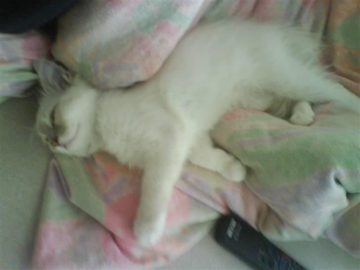 Ragdoll Fjotte - *snorke, spinde* - Jeg gider ikk´ lege nu!? billede 9