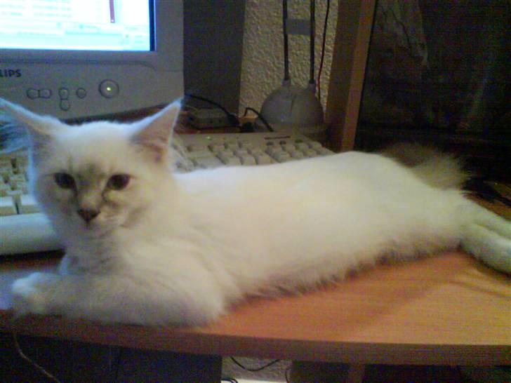 Ragdoll Fjotte - Narj, jeg skriver med en lækkermås af en hellig birma! Du må vente.. billede 10