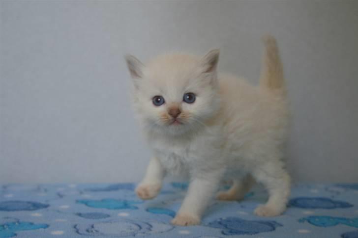 Ragdoll Fjotte - Uf.! Ja, jeg er sød! Men helt ærligt! Åndsvage kamera.. billede 11