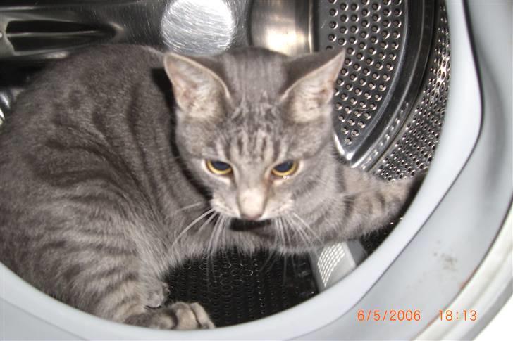 Blanding af racer Mimi billede 1