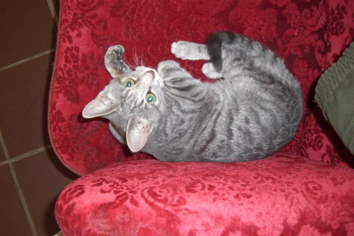 Blanding af racer Mimi billede 2