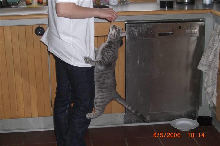 Blanding af racer Mimi billede 3