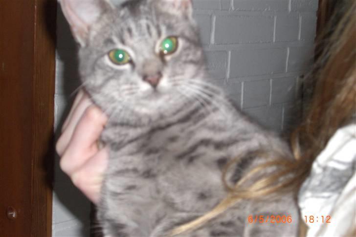 Blanding af racer Mimi billede 4