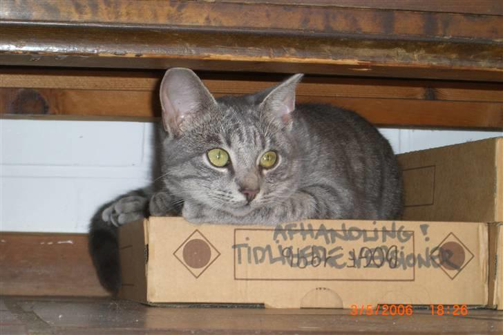 Blanding af racer Mimi billede 5