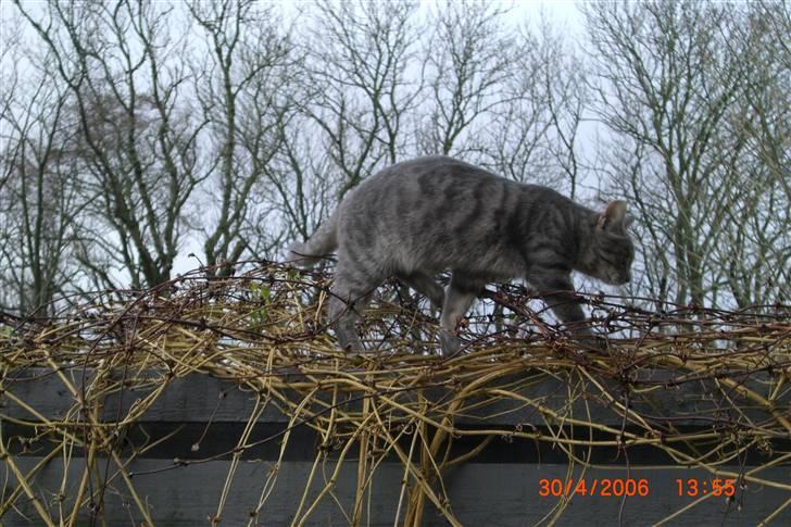 Blanding af racer Mimi billede 6