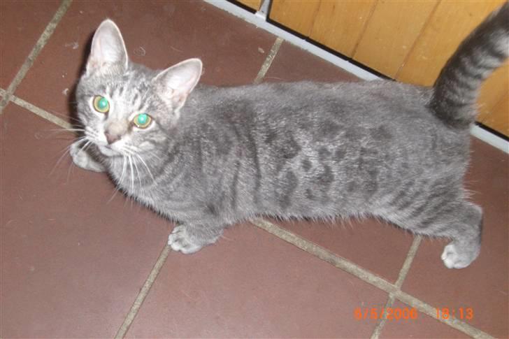 Blanding af racer Mimi billede 7