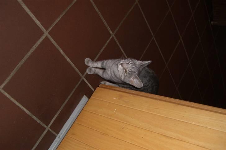 Blanding af racer Mimi billede 8