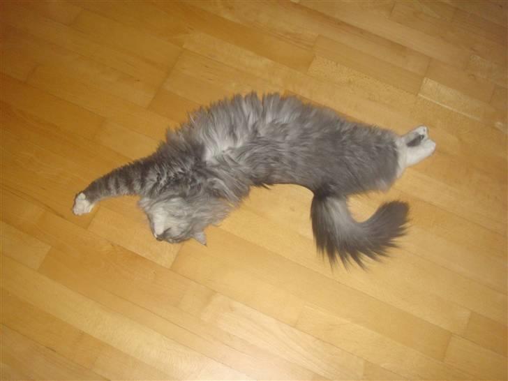 Blanding af racer Norsk Skovkat Trille - Viser lige min mor hvor god jeg er til Yoga.. billede 9