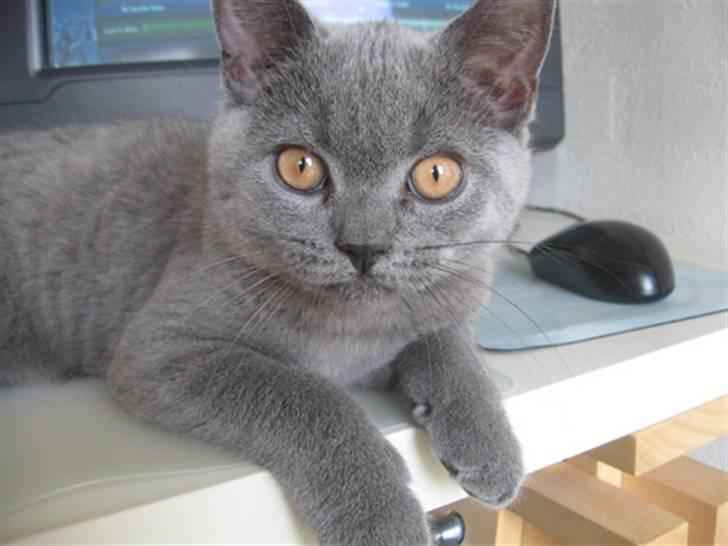 British Shorthair Monberg (Monse) billede 1