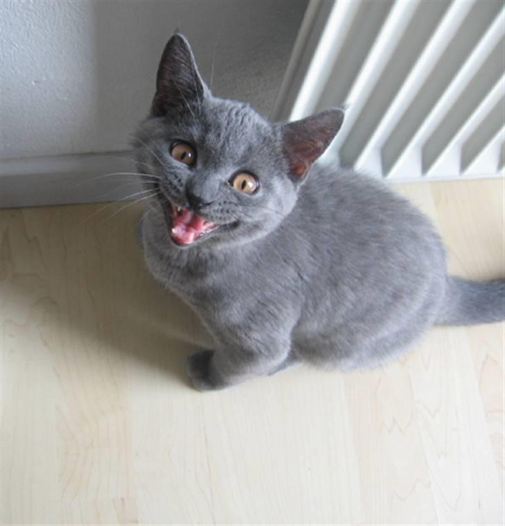 British Shorthair Monberg (Monse) - Vræææææl! billede 2