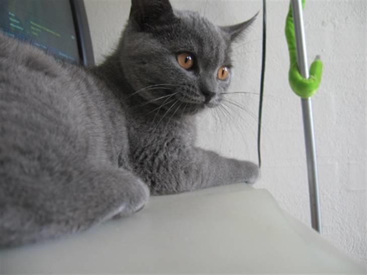 British Shorthair Monberg (Monse) billede 3